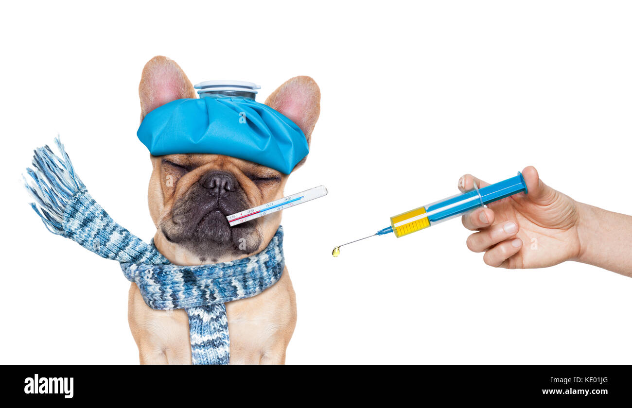 Französische Bulldogge Hund mit Kopfschmerzen und Kater mit eisbeutel oder Ice Pack auf Kopf, Thermometer in den Mund mit hohem Fieber, geschlossenen Augen leiden, Spritze Stockfoto