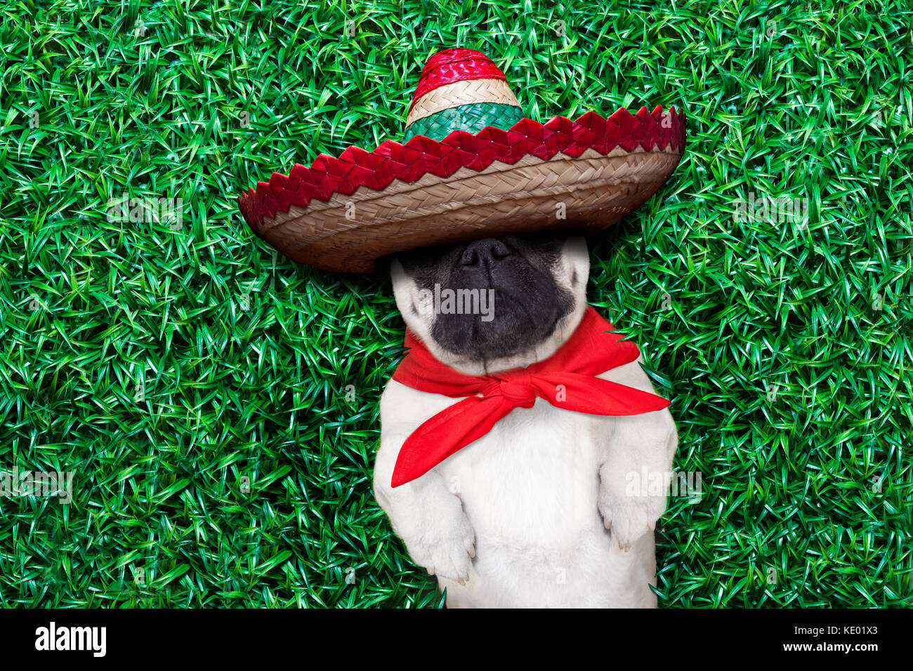 Mops Hund schlafen Siesta auf Rasen im Park und Schnarchen Stockfoto