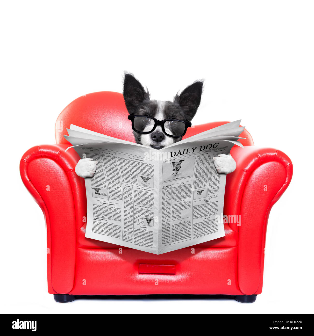 Terrier Hund lesen Zeitung auf ein rotes Sofa, Couch, oder liege, im Wohnzimmer, auf weißem Hintergrund Stockfoto