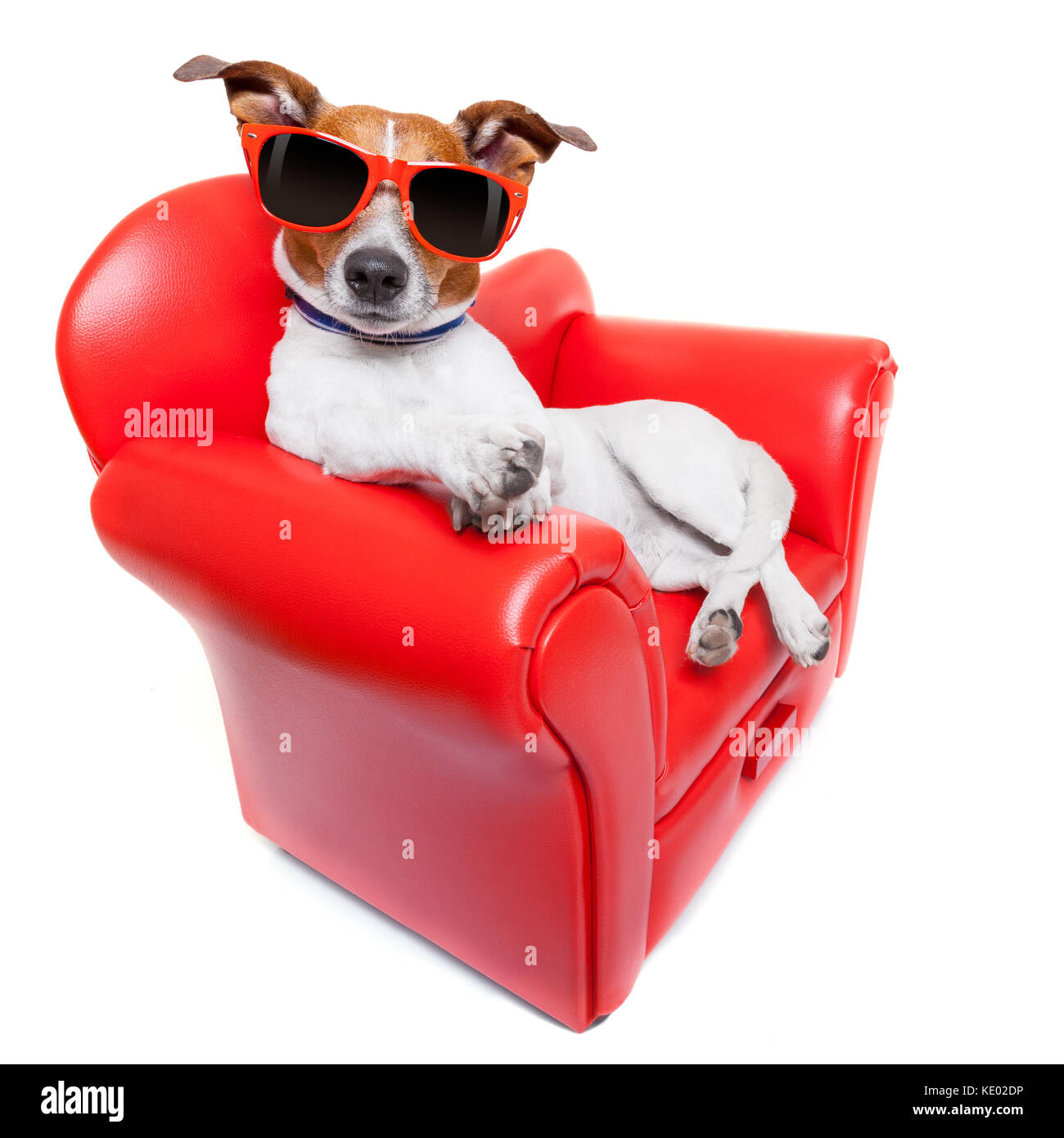Hund sitzt auf dem roten Sofa entspannen und Ausruhen whrend Chillen  Stockfotografie - Alamy