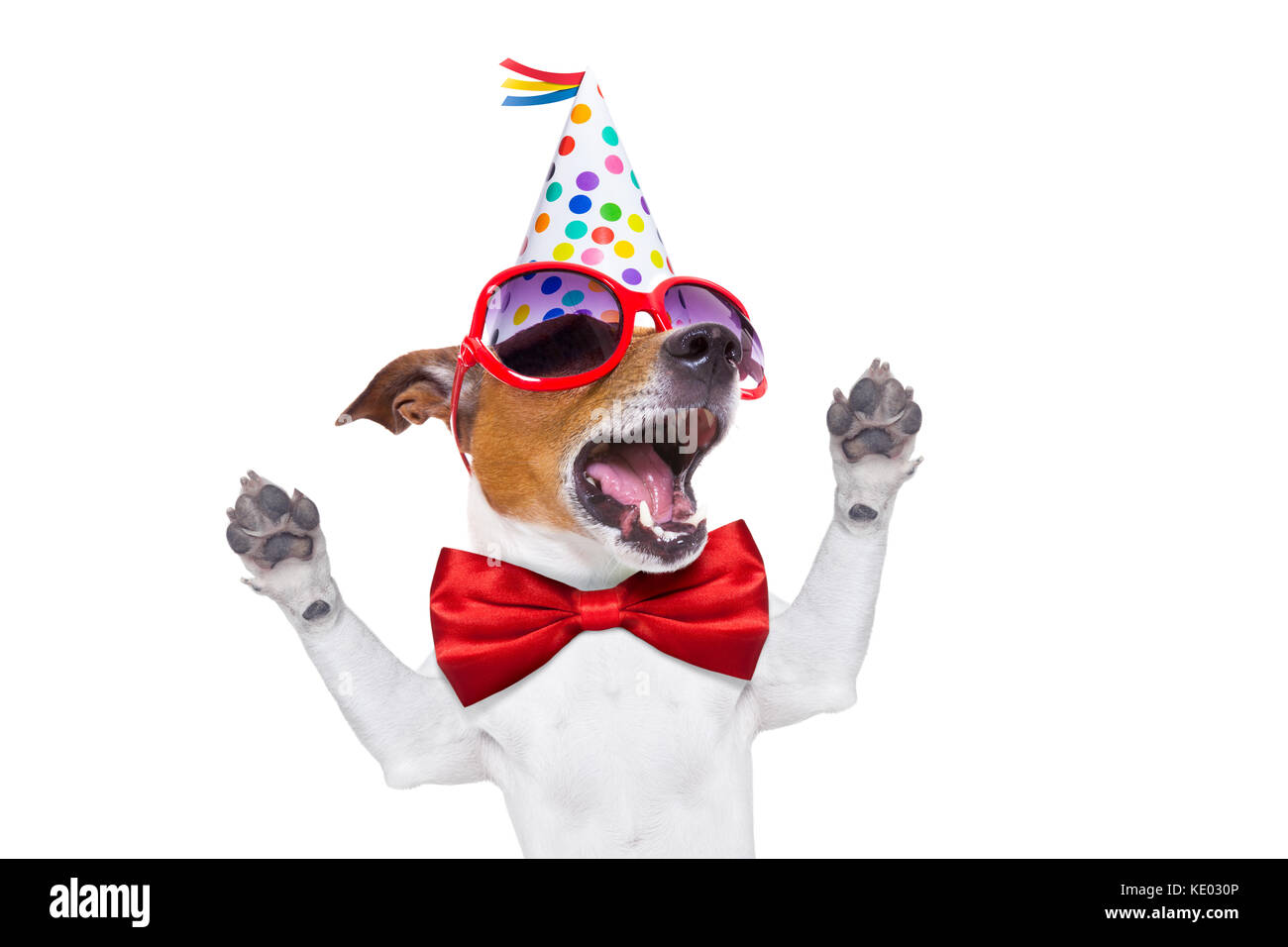 Jack Russell Hund als Überraschung, Gesang geburtstag Lied, das Tragen der roten Krawatte und Hut, auf weißem Hintergrund Stockfoto