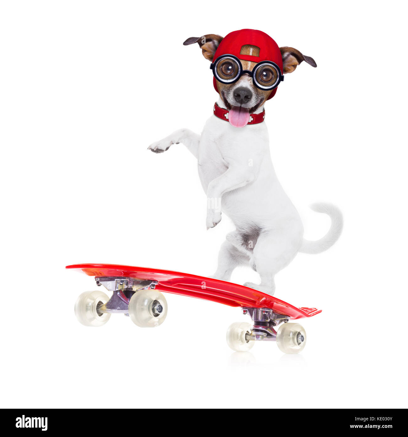 Jack Russell skater Hund mit roter Kappe bereit zu spielen, Balancieren auf  Skateboard, Rot auf weißem Hintergrund Stockfotografie - Alamy
