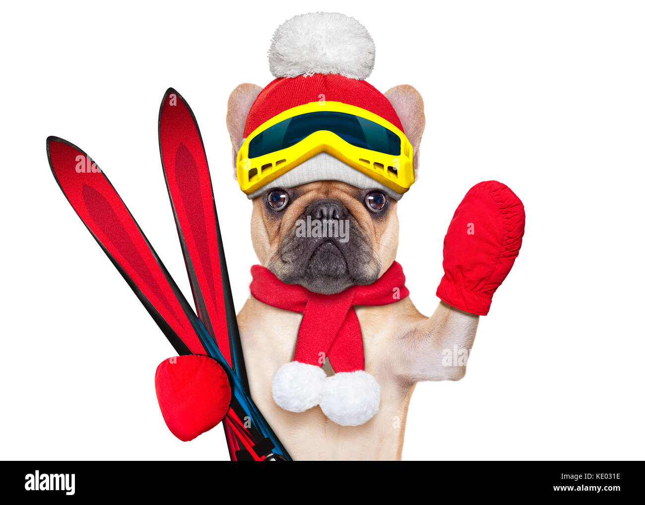 Fawn französische Bulldogge Hund mit Skiausrüstung, das Tragen von Schutzbrille, Handschuhe, einen Hut und ein roter Schal, auf weißem Hintergrund Stockfoto