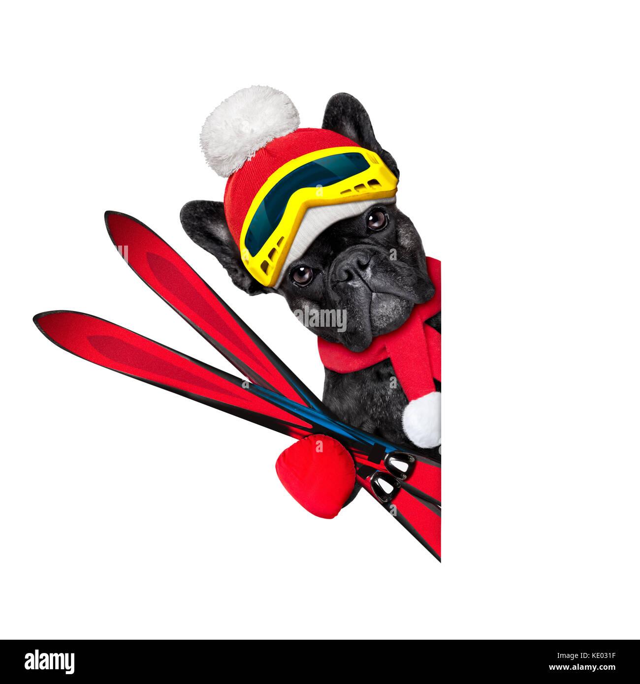 Französische Bulldogge Hund mit Skiausrüstung, das Tragen von Schutzbrille, Handschuhe, einen Hut und ein roter Schal, neben einem weißen leeren Banner oder Plakat, auf Rückseite weiß, isoliert Stockfoto