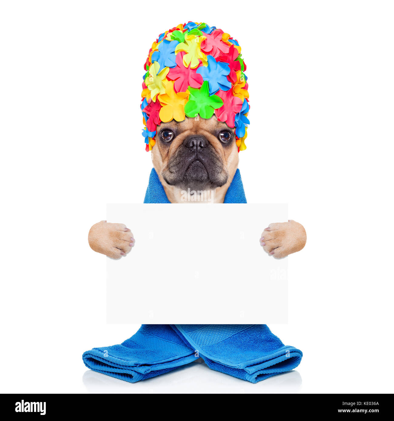 Französische Bulldogge Hund bereit, eine Badewanne oder eine Dusche das  Tragen einer Badekappe und Handtuch, Holding ein weißes Plakat oder Banner  auf weißem Hintergrund zu haben Stockfotografie - Alamy