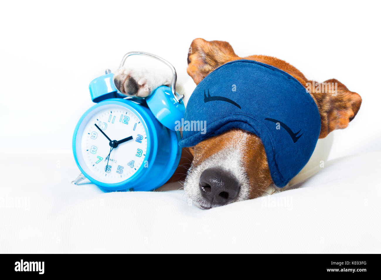 Hund ruhen, schlafen oder eine Siesta mit Wecker und Augenmaske, eine Uhr, auf weißem Hintergrund Stockfoto