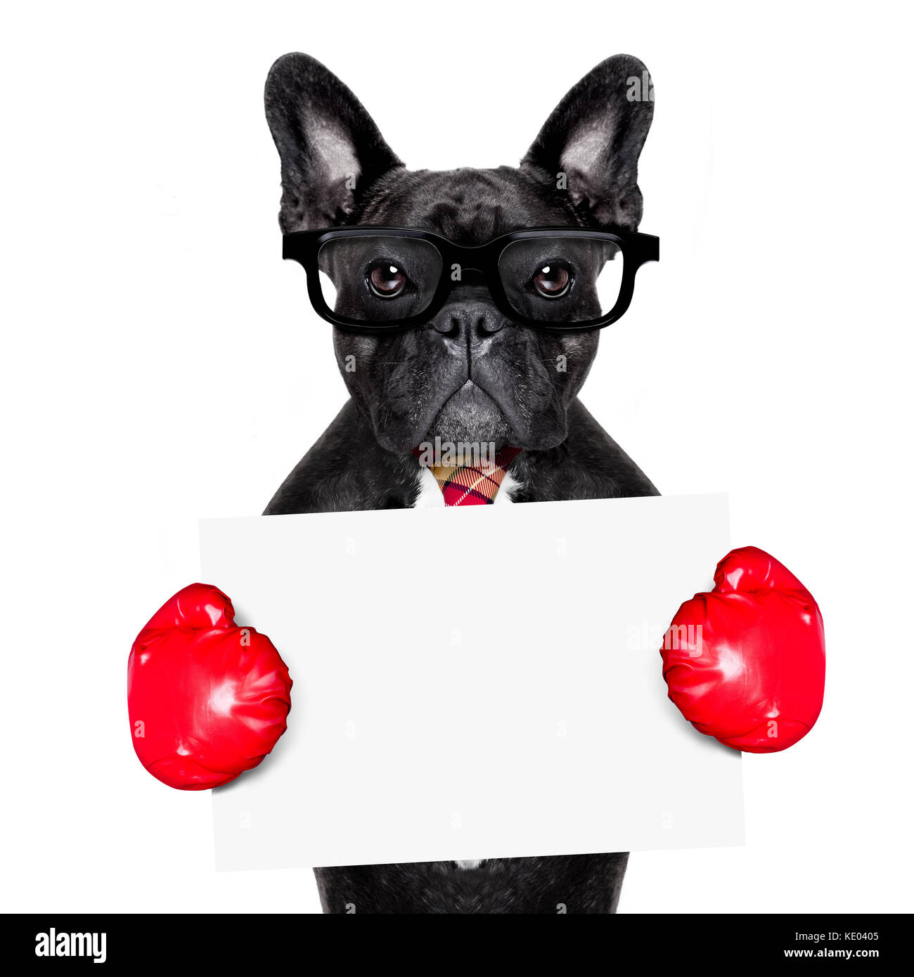 Französische Bulldogge boxing Hund mit großen roten Handschuhe, Unternehmer, Manager, oder Sekretärin auf weißem Hintergrund, Banner, Plakat oder blackboar Stockfoto
