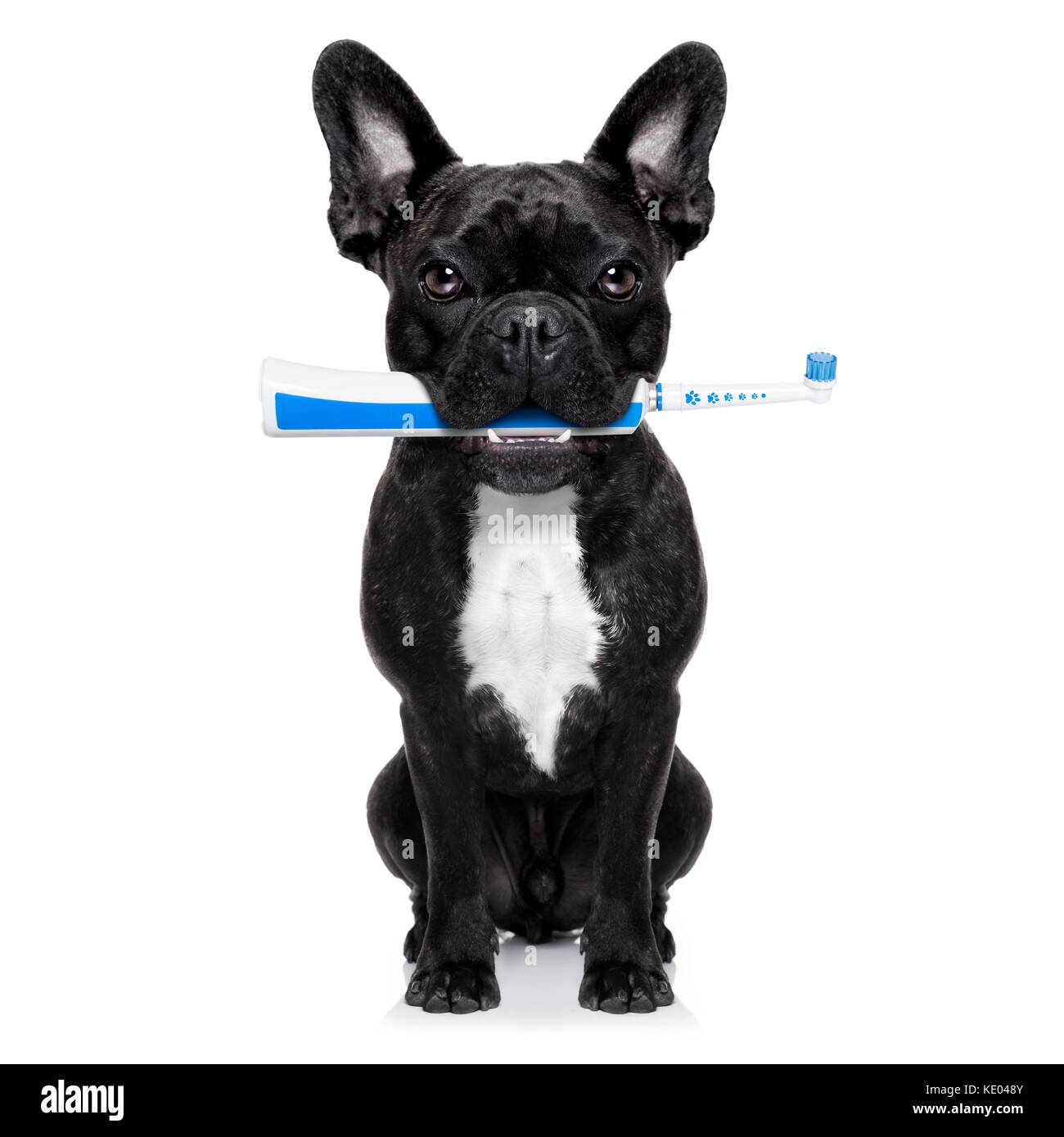 Französische Bulldogge hund Holding elektrische Zahnbürste mit Mund, auf  weißem Hintergrund Stockfotografie - Alamy