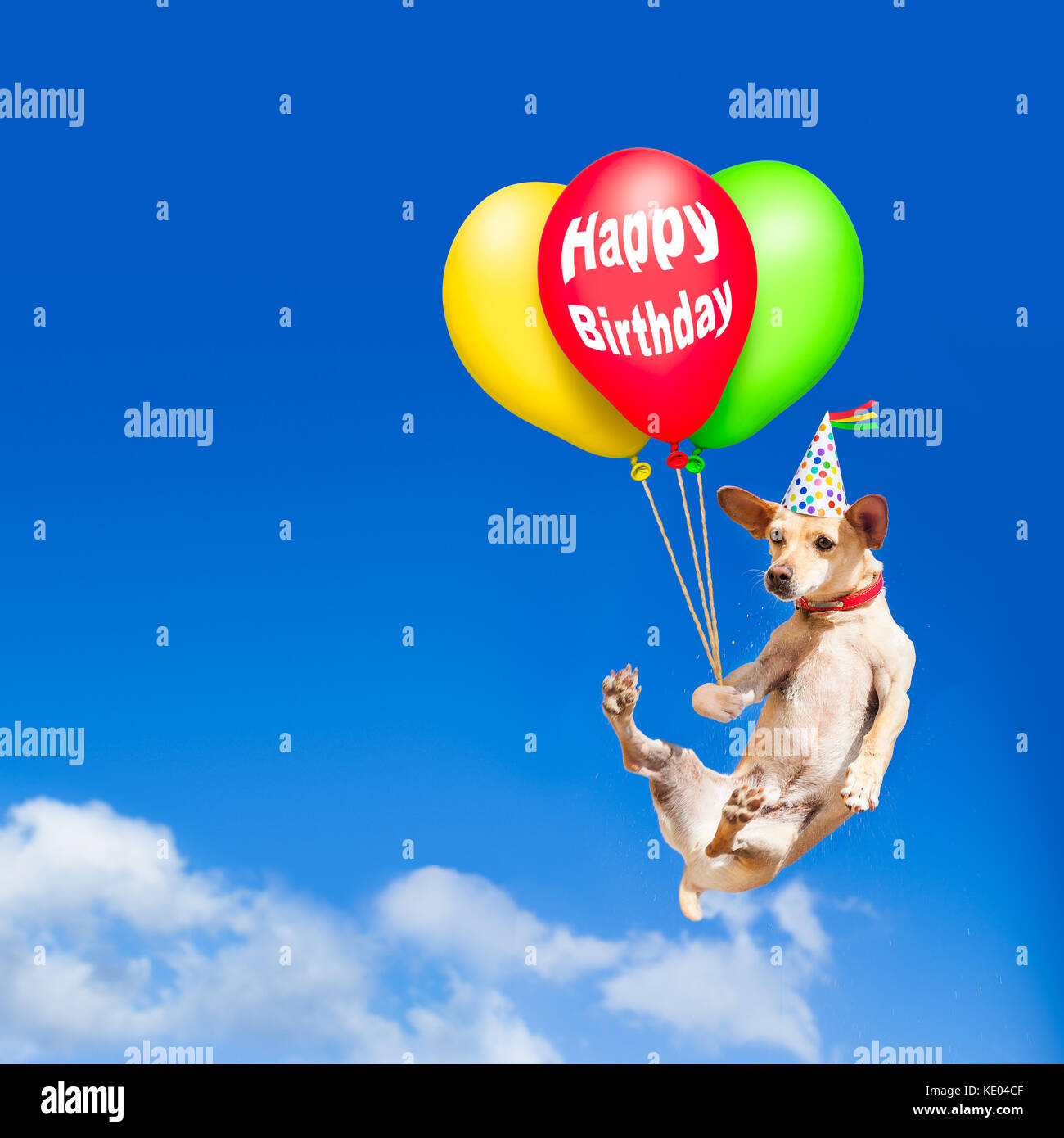 Chihuahua Hund am Ballon, Fliegen und Gleiten im Himmel in die Luft, während cool mit dem Geburtstag hat, eine party Stockfoto