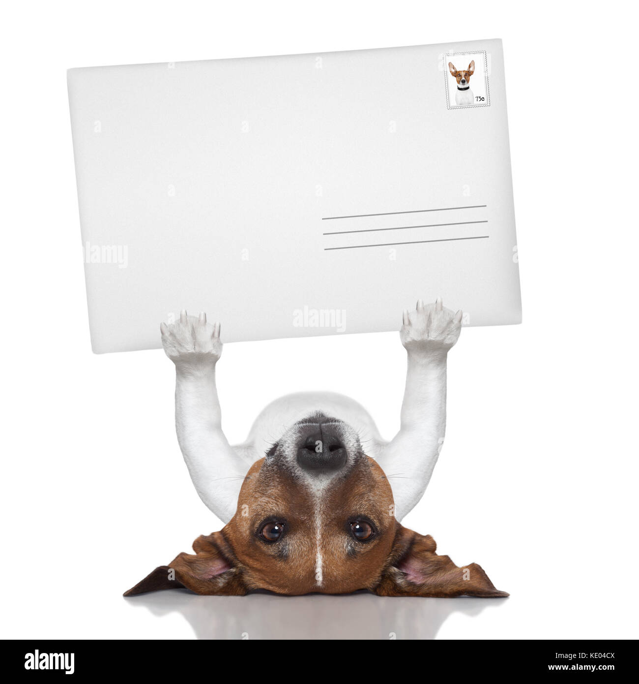 Mail hund Anheben einer großen und leeren Briefumschlag Stockfoto