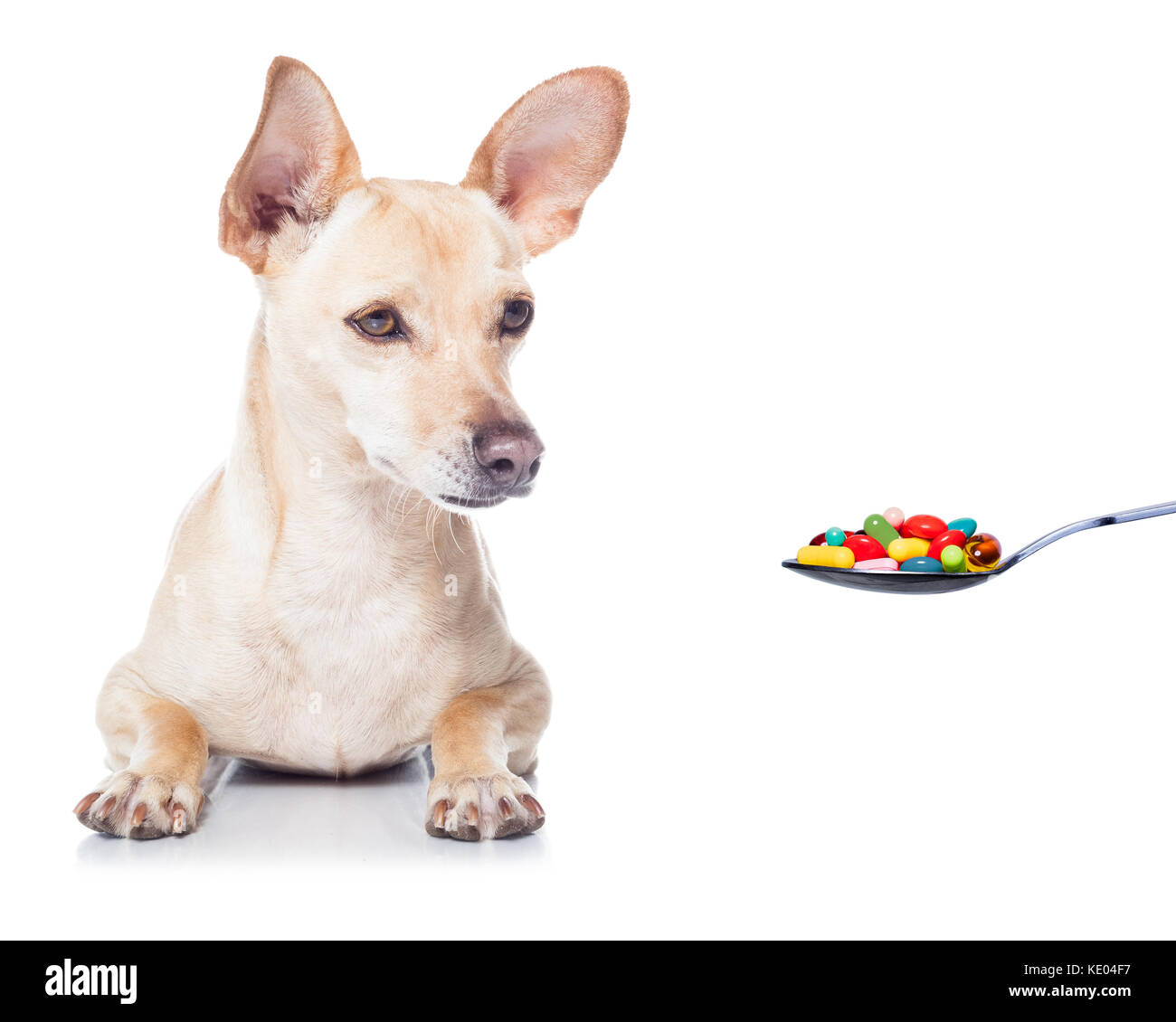 Chihuahua Hund mit Kopfschmerzen und krank, krank oder mit hohem Fieber, Leiden, Pillen in einem Löffel, auf weißem Hintergrund Stockfoto