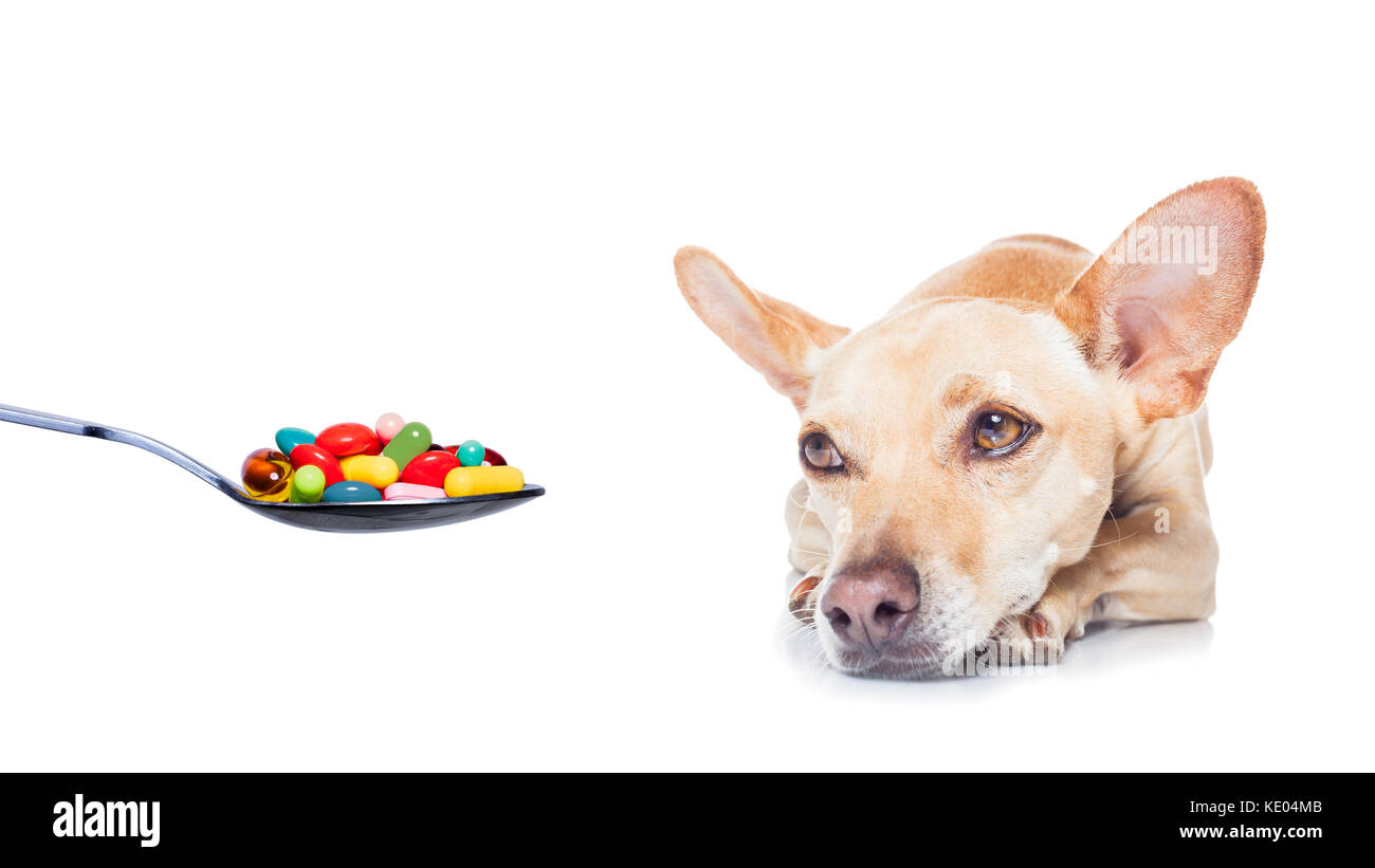 Chihuahua Hund mit Kopfschmerzen und krank, krank oder mit hohem Fieber, Leiden, Vitamine, Pillen und Tabletten auf seinem Weg, auf weißem Hintergrund Stockfoto