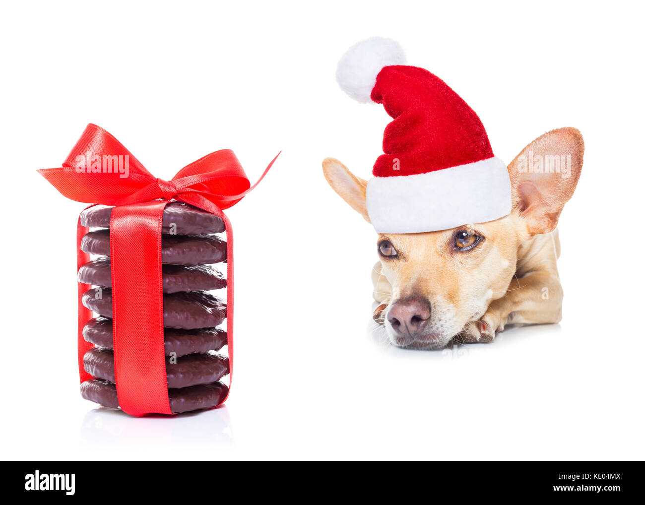 Chihuahua Hund warten und Betteln für weihnachtliche Köstlichkeiten oder Cookies als vorhanden oder als Geschenk, das Tragen von Santa Hut, auf weißem Hintergrund Stockfoto