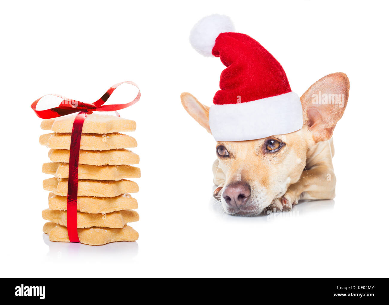Chihuahua Hund warten und Betteln für weihnachtliche Köstlichkeiten oder Cookies als vorhanden oder als Geschenk, das Tragen von Santa Hut, auf weißem Hintergrund Stockfoto