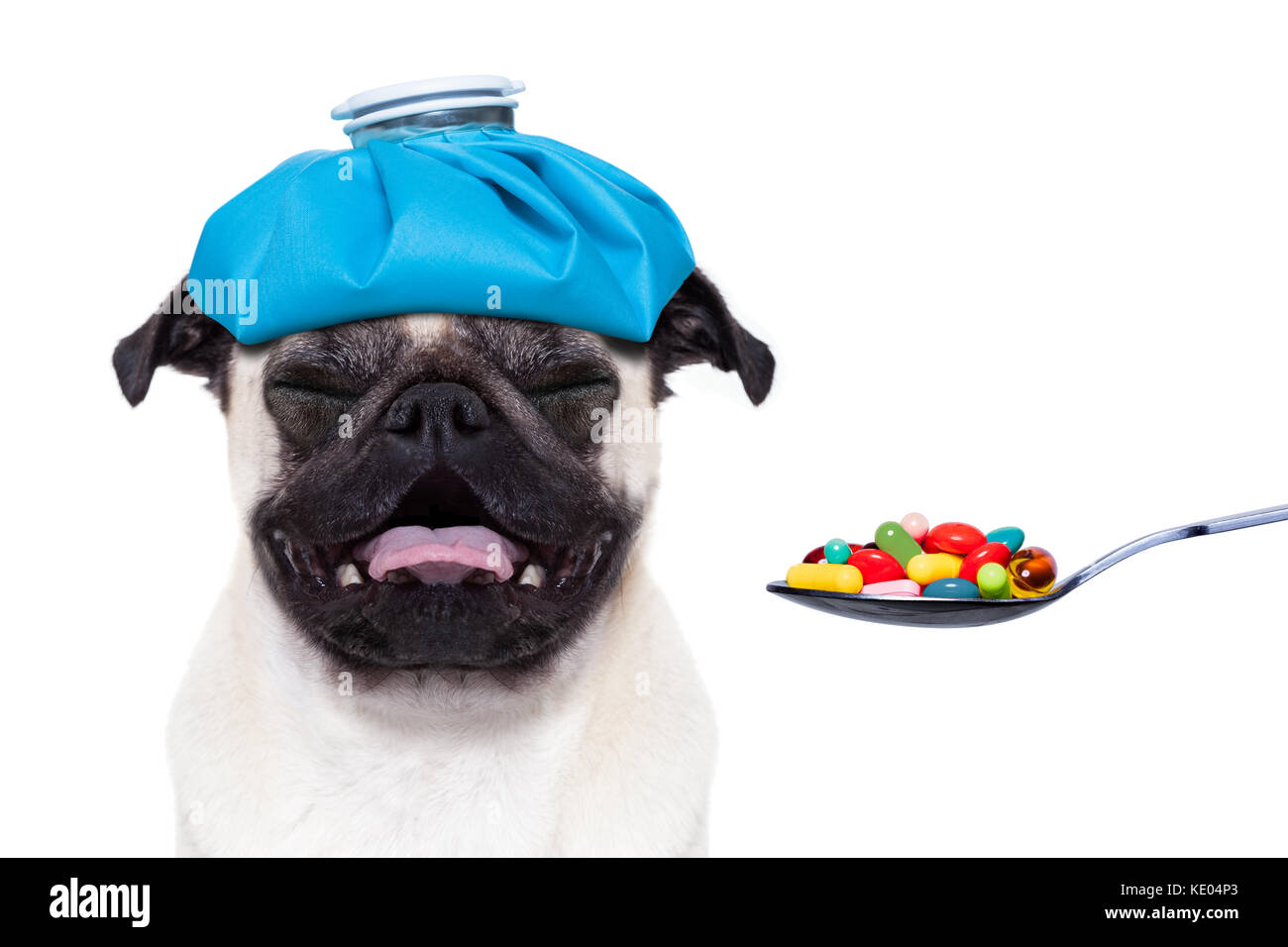 Mops Hund mit Kopfschmerzen und Kater mit eisbeutel oder Ice Pack auf Kopf,  leiden und weinen, Einnahme von Tabletten oder Medizin, auf weißem  Hintergrund Stockfotografie - Alamy