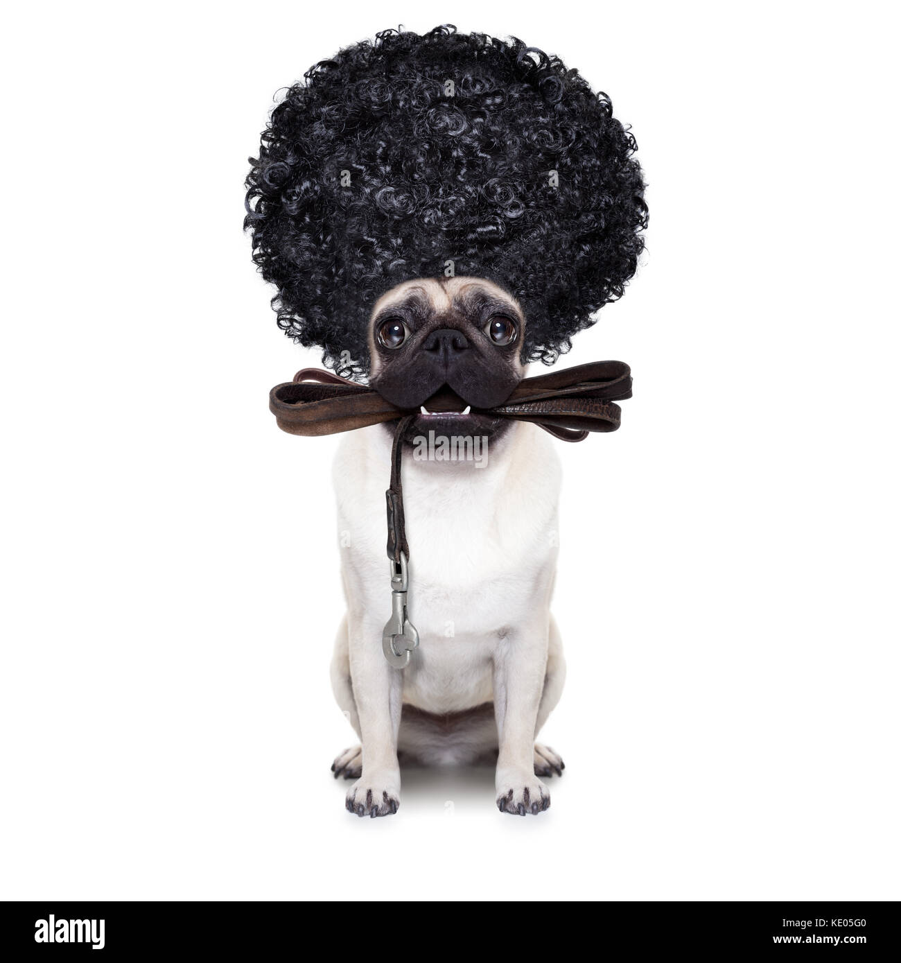 Mops Hund mit Leder Leine für einen Spaziergang mit Eigentümer bereit, trug  den afro Haar lustige Perücke, auf weißem Hintergrund Stockfotografie -  Alamy