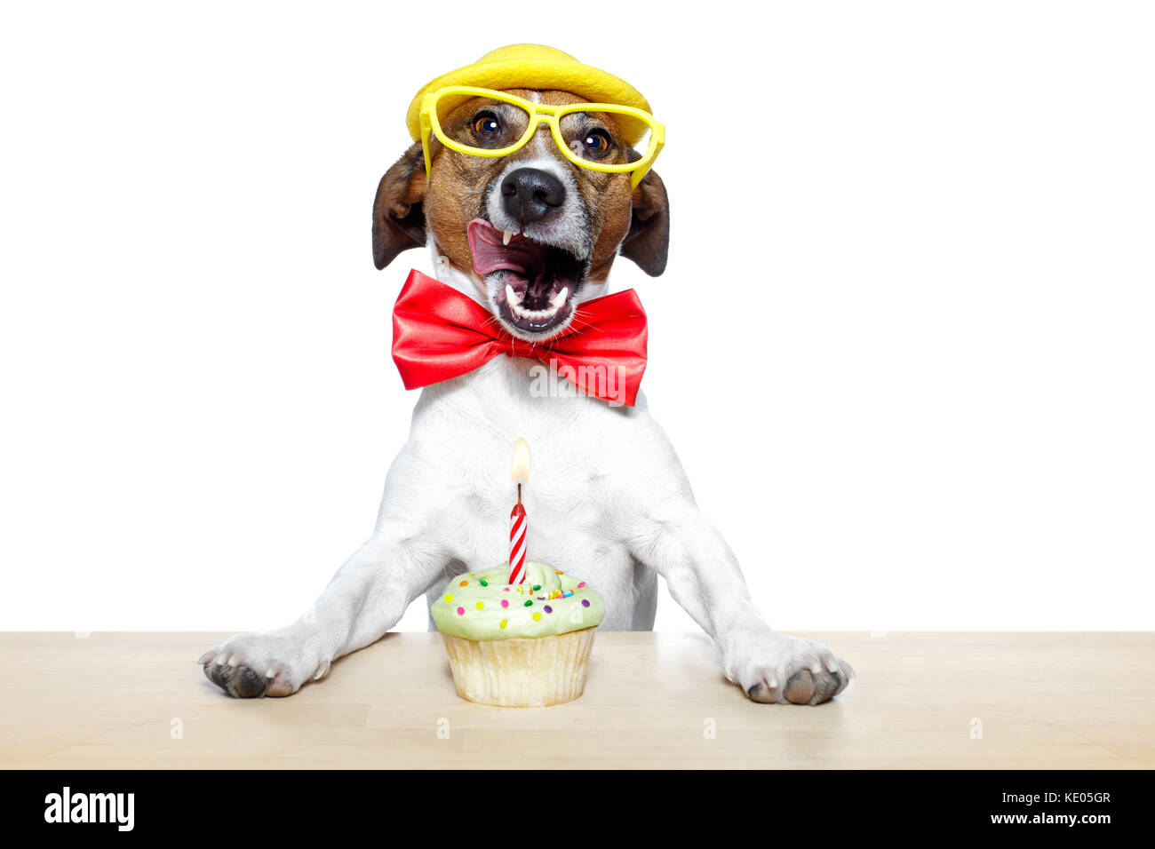 Geburtstag Hund cupcake Stockfoto
