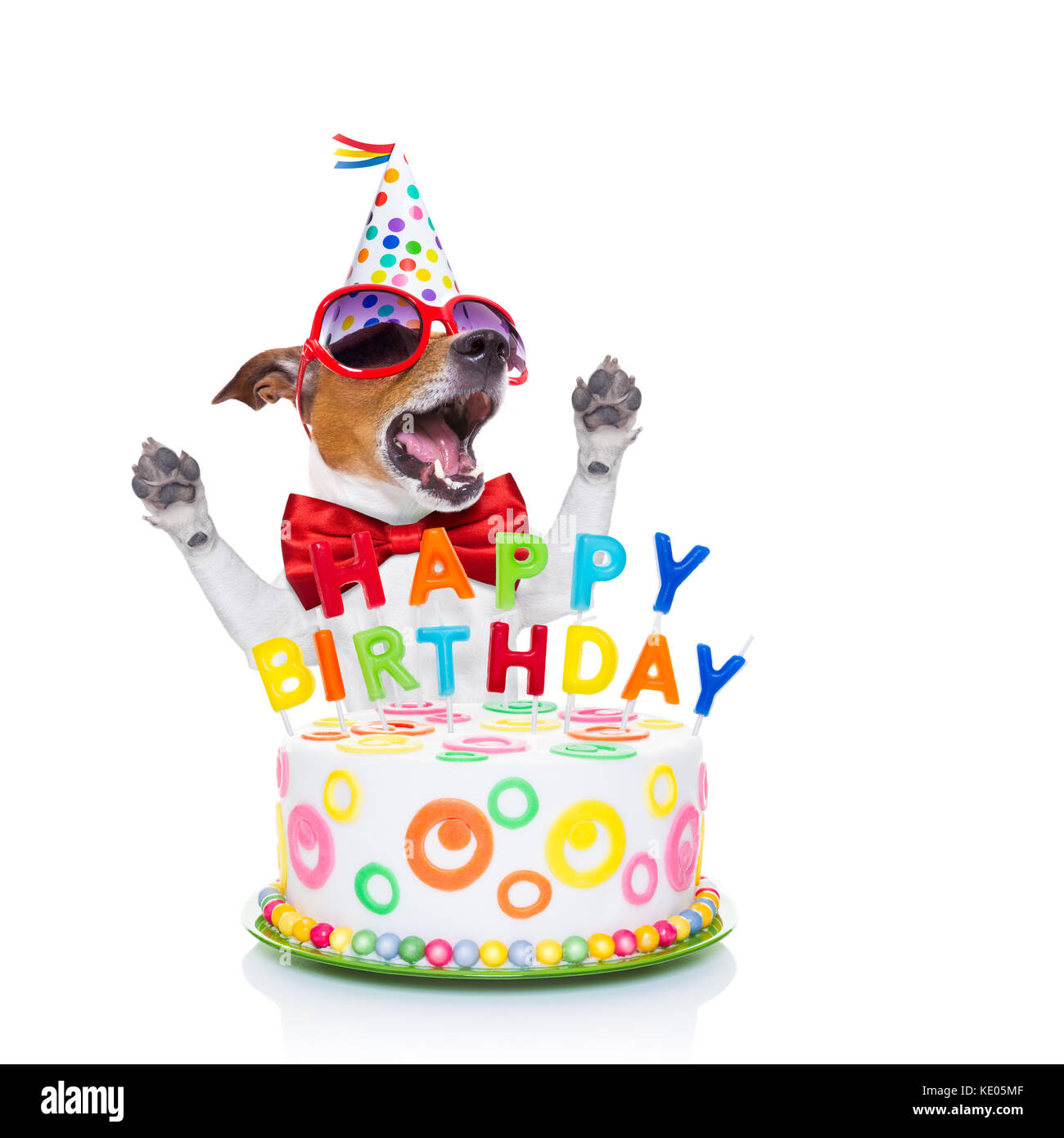 Jack Russell Hund als Überraschung, Gesang geburtstag Lied, hinter lustig  Kuchen, tragen rote Krawatte und Hut, auf weißem Hintergrund  Stockfotografie - Alamy