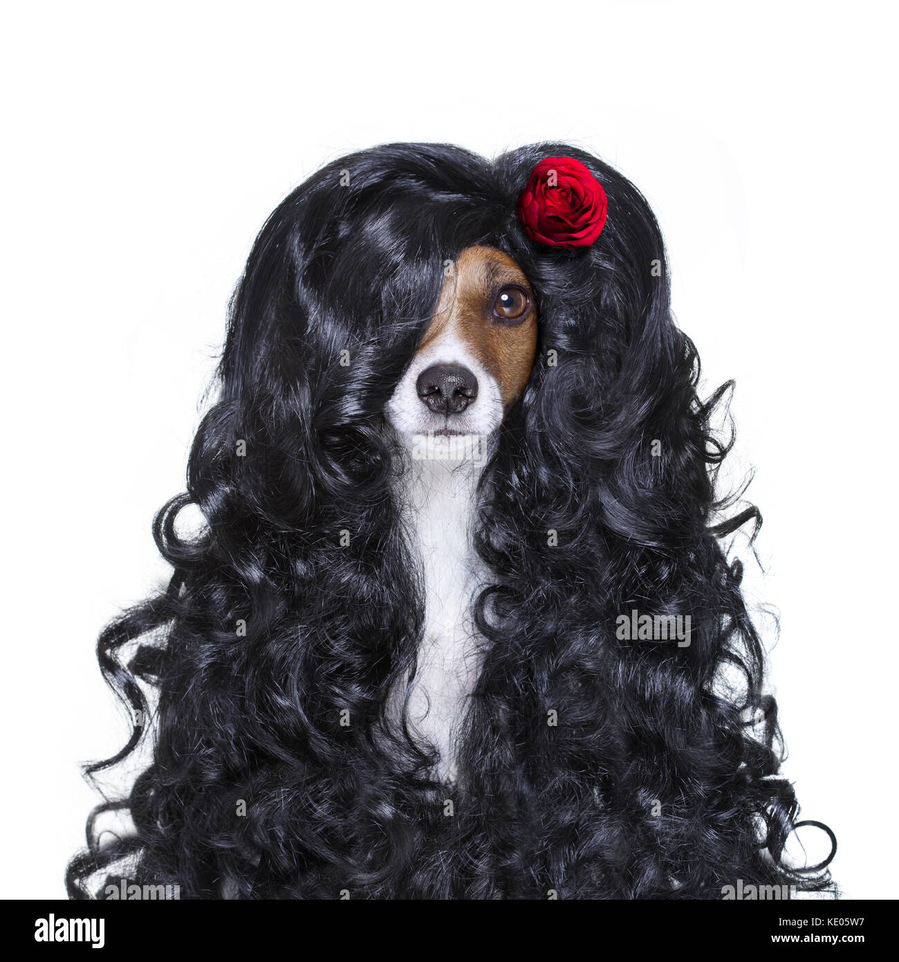 Jack Russell Hund für Valentines Tag in der Liebe mit Rose im Haar mit  schwarzen langen Locken Perücke, verrückt, dumm, lustig, dumm, auf weissem  isoliert Stockfotografie - Alamy