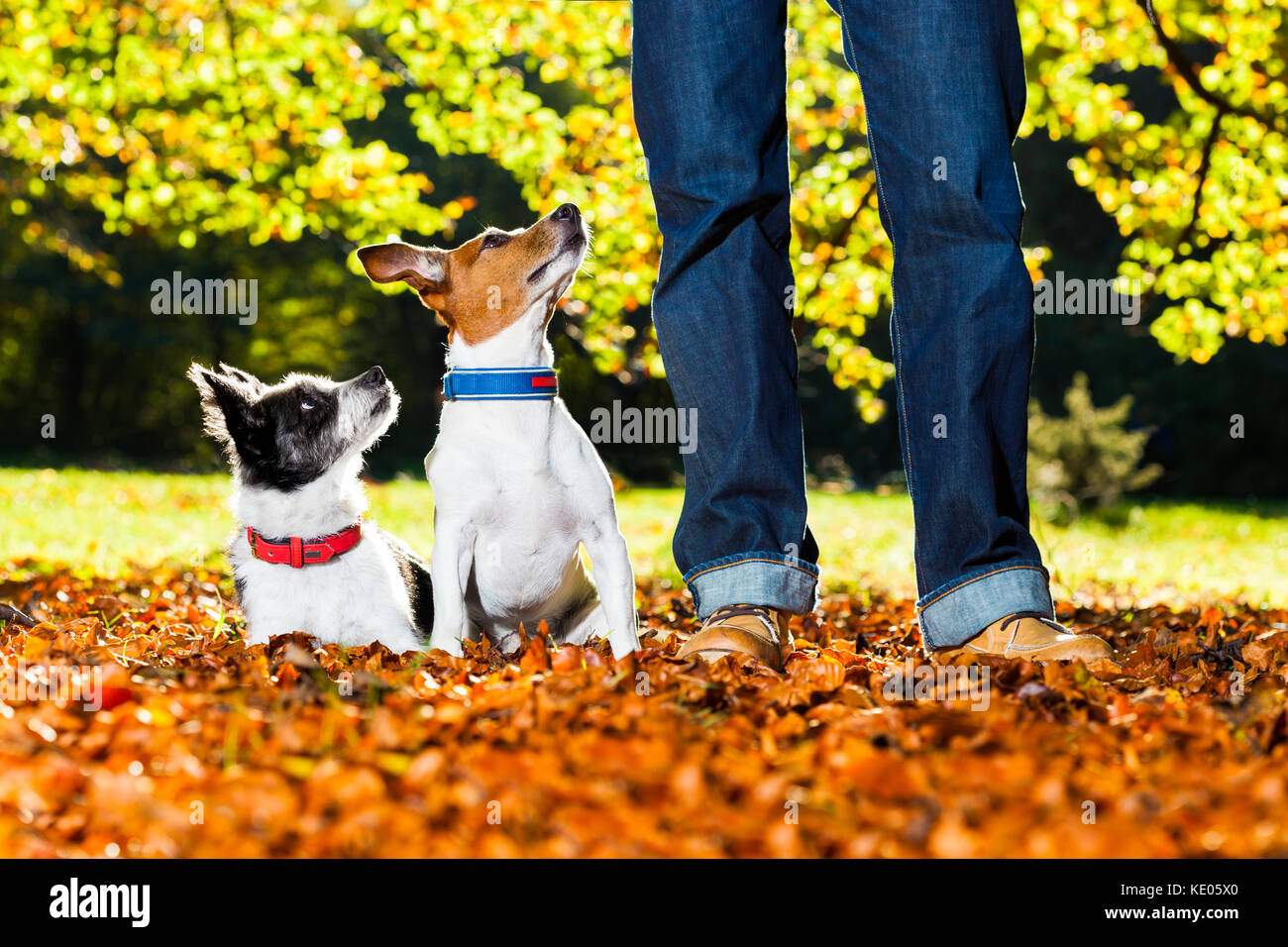 Zwei glückliche Hunde mit Besitzer sitzen auf dem Rasen im Park, auf der Suche nach oben Stockfoto