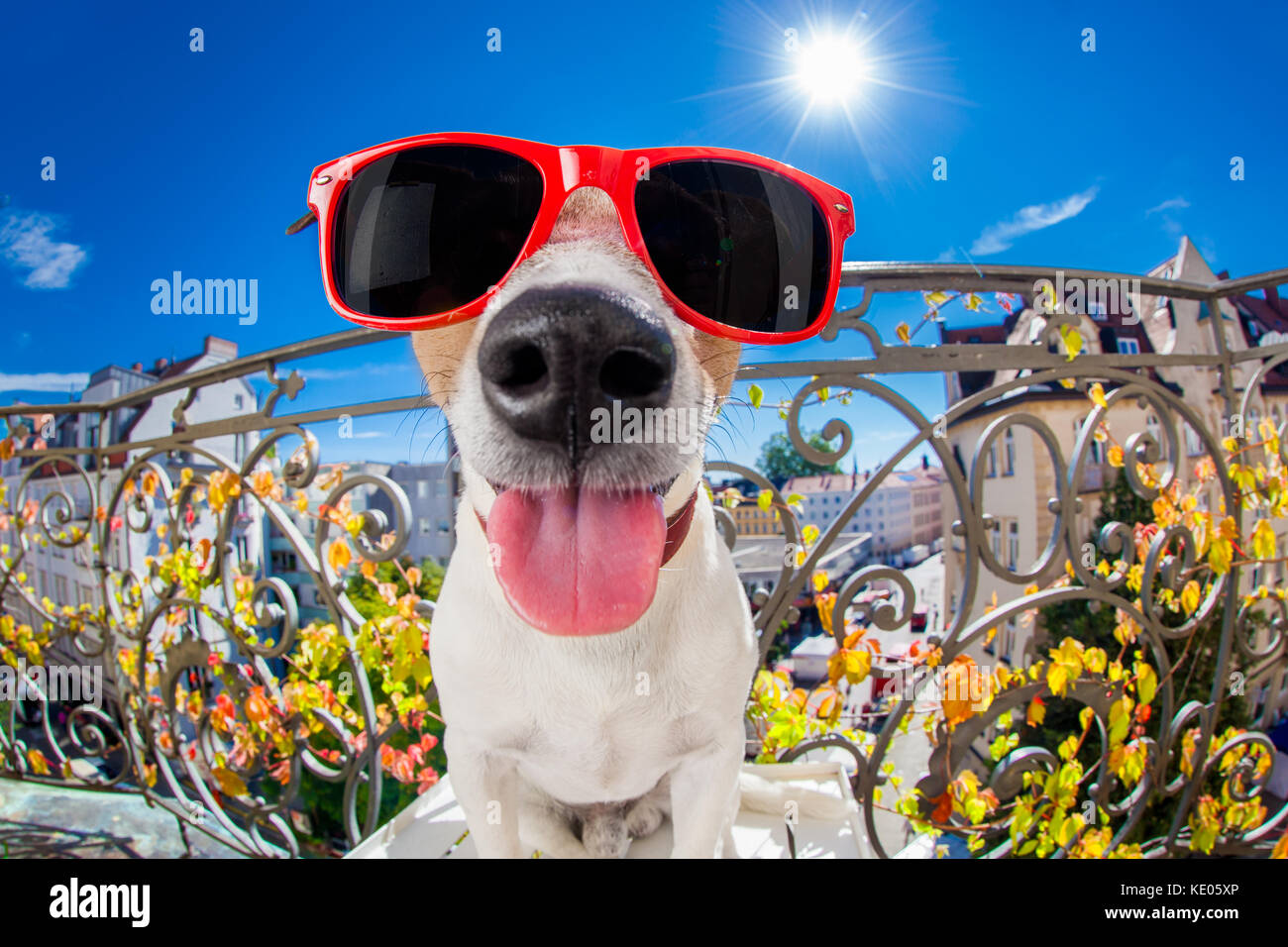 Dumm, dumm, verrückt Jack Russell Hund Portrait in Nahaufnahme fisheye  Objektiv zu schauen auf dem Balkon im Sommer Urlaub Ferien, die Zunge  Stockfotografie - Alamy