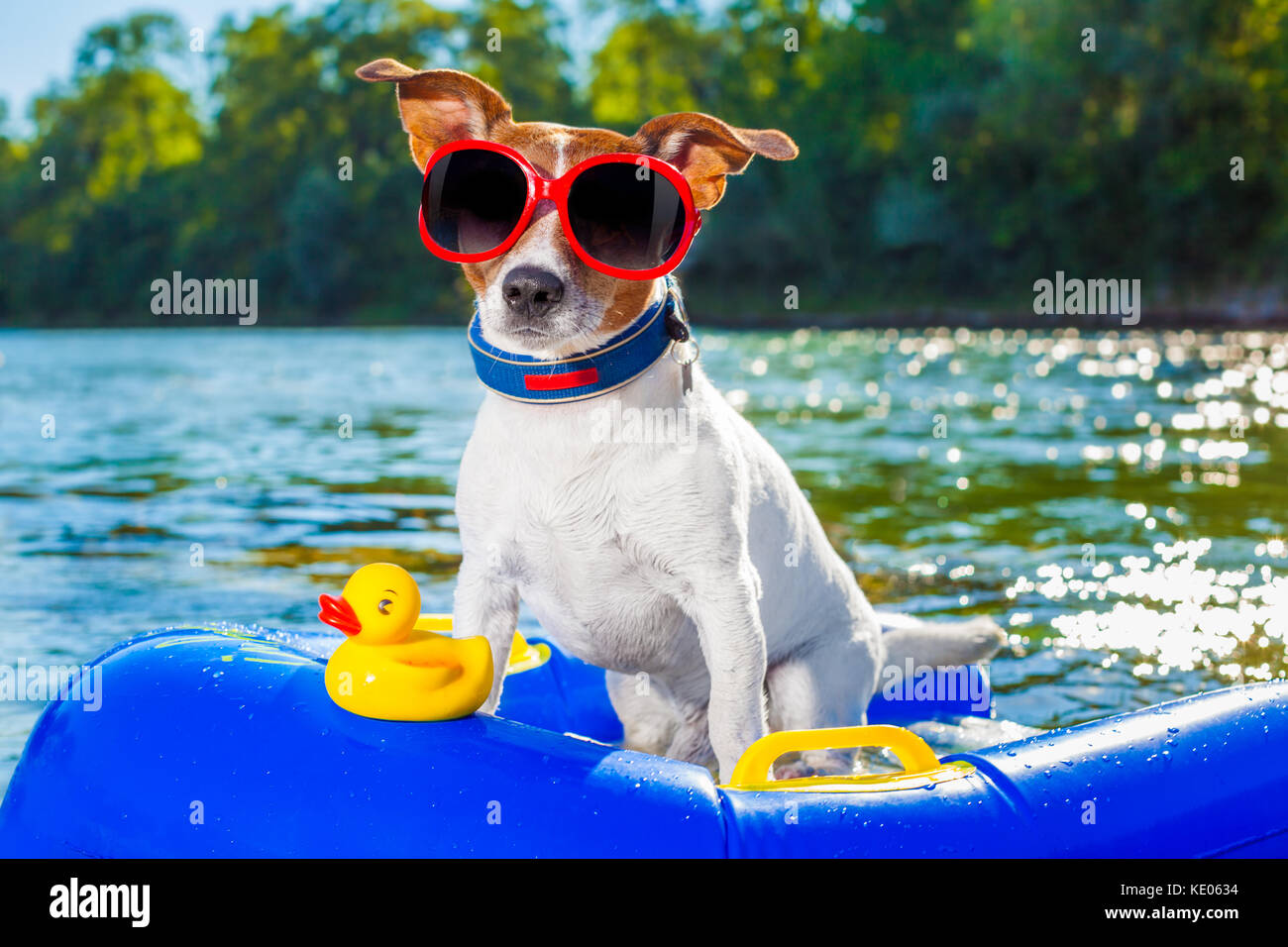 Jack Russell Hund sitzt auf einem aufblasbaren Matratze in Wasser durch das Meer, Fluss oder See im Sommer Urlaub, Gummi Kunststoff Spielzeug enthalten Stockfoto