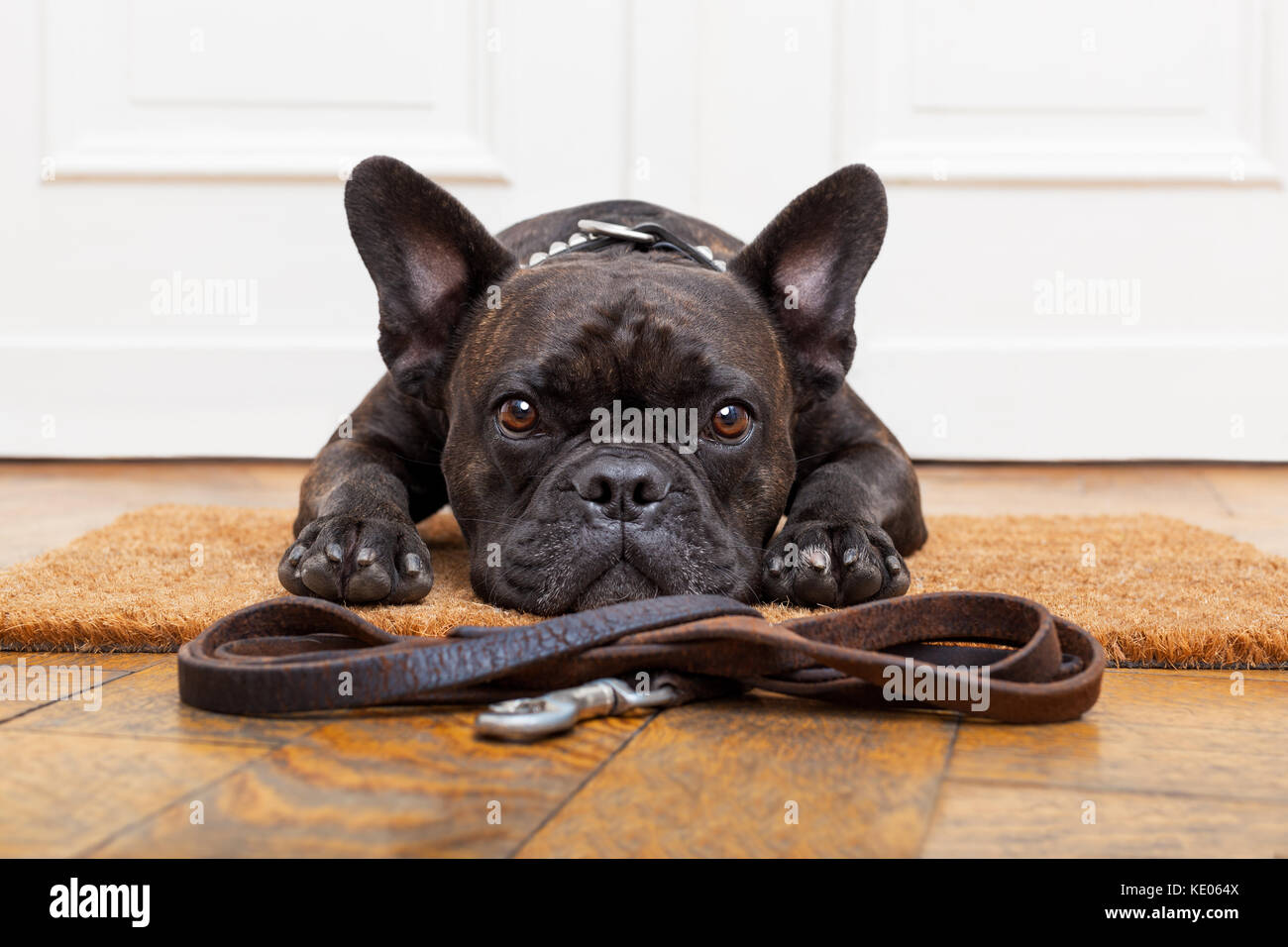 Französische Bulldogge Hund warten und betteln um ein Spaziergang mit dem Besitzer zu gehen, sitzen oder liegen auf der Fußmatte Stockfoto