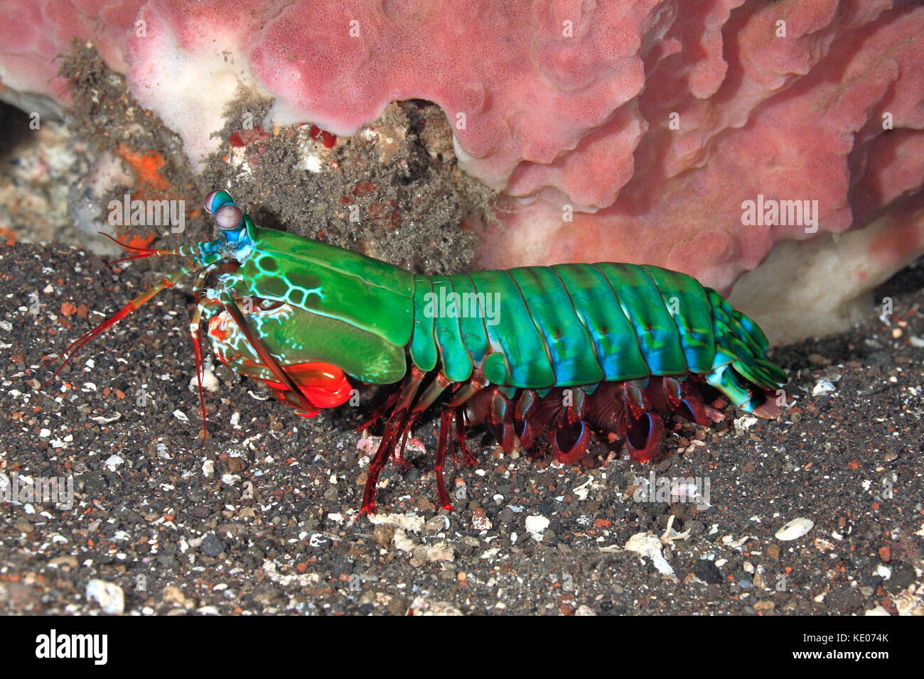 Peacock Mantis Shrimps, Odontodactylus scyllarus, auch als Harlekin Mantis Shrimp, lackiert Mantis Shrimps und Clown Mantis Shrimp. Tulamben, Bali bekannt Stockfoto