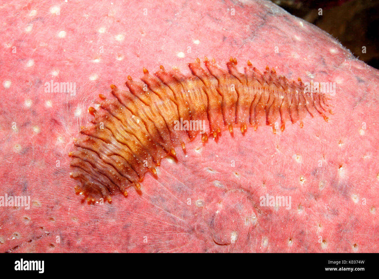 Seegurke Skala Wurm, Gastrolepidia clavigera, Krabbeln auf dem Host holothurian. Stockfoto