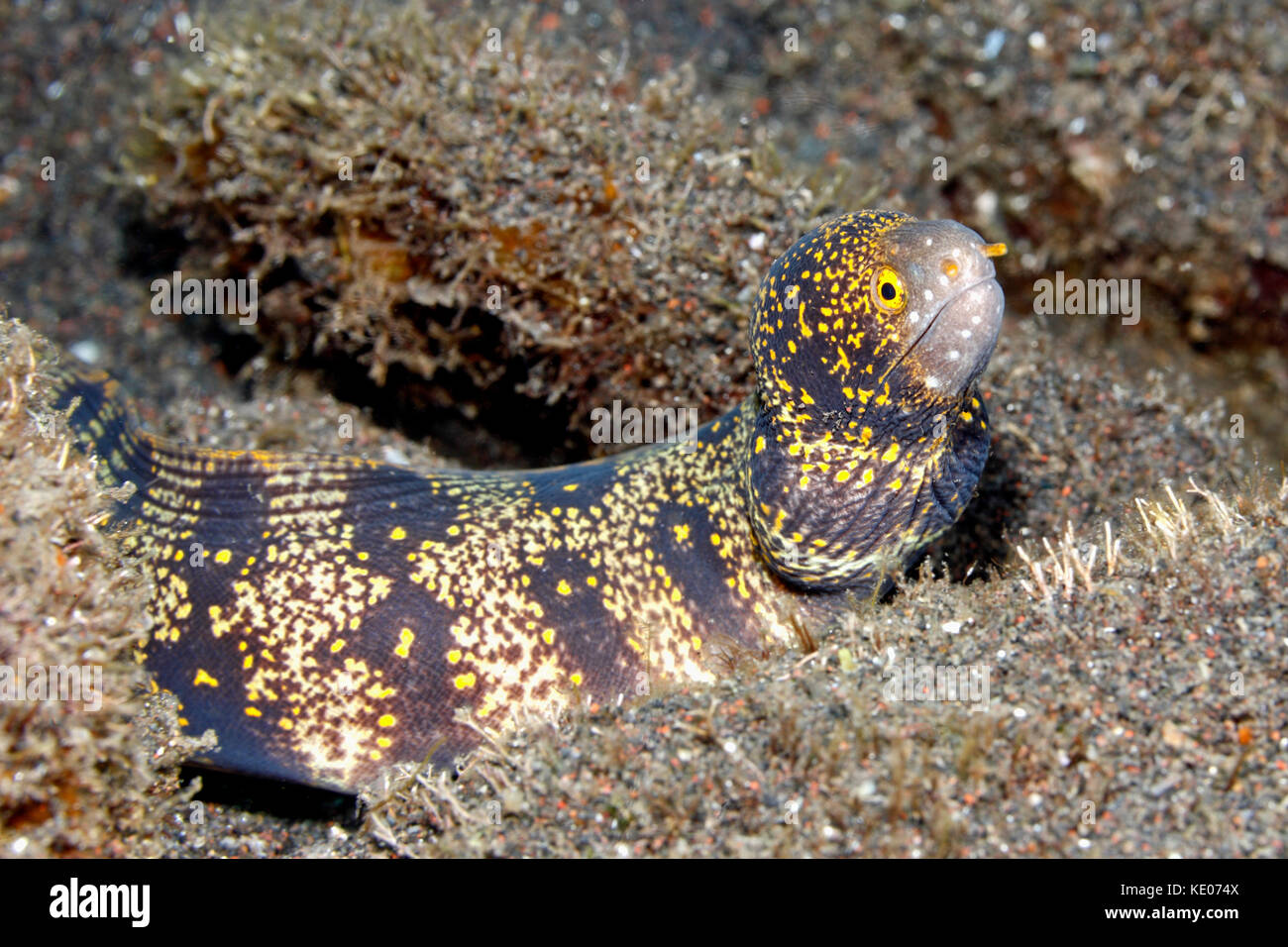 Schneeflocke Muränen, Echidna nebulosa. Tulamben, Bali, Indonesien. Bali Sea, Indischer Ozean Stockfoto