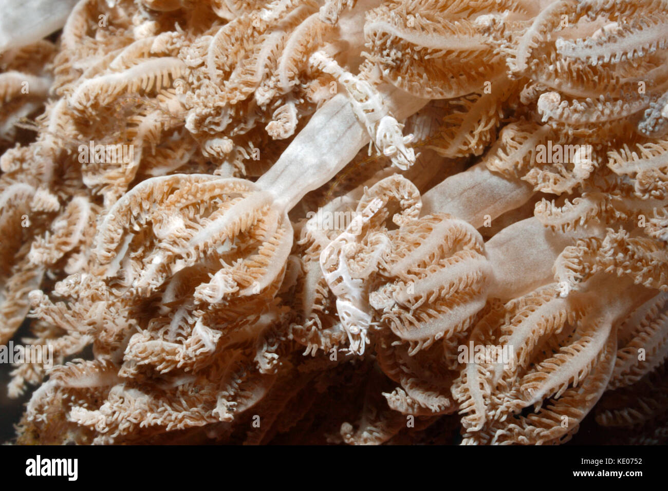 Xenia Garnelen, Hippolyte commensalis. Zuvor Alcyonohippolyte commensalis. Paar auf Xenia Korallen. Tulamben, Bali, Indonesien getarnt. Bali Sea, In Stockfoto