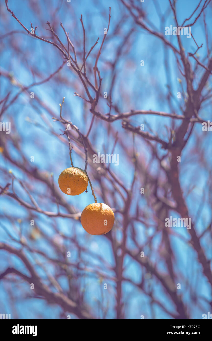 Nur zwei Orangen in einem trockenen, Blattlosen orange tree. Stockfoto