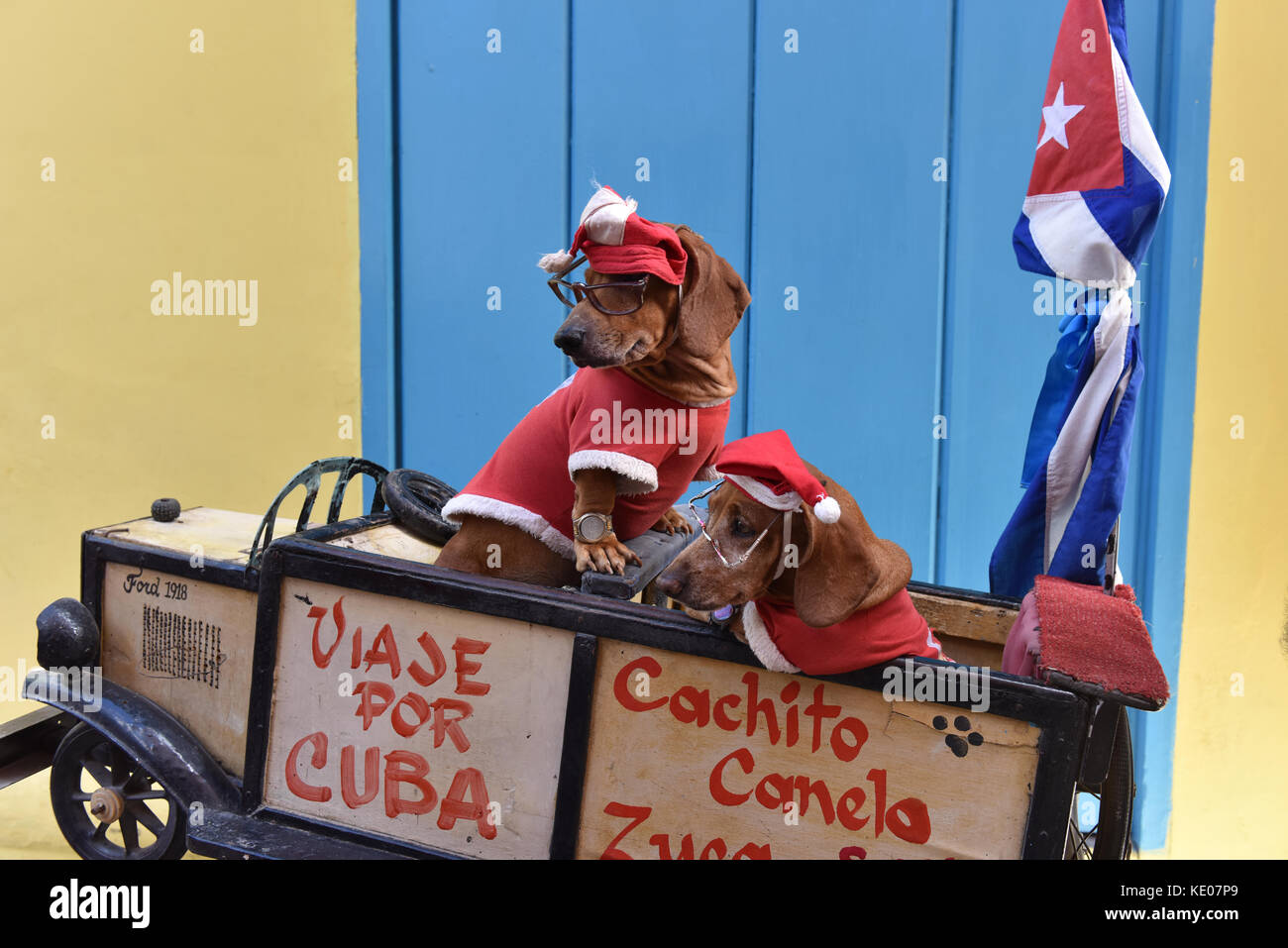 Kleine Hunde gekleidet für Weihnachten zu unterhalten Touristen il alten Havanna Kuba Stockfoto
