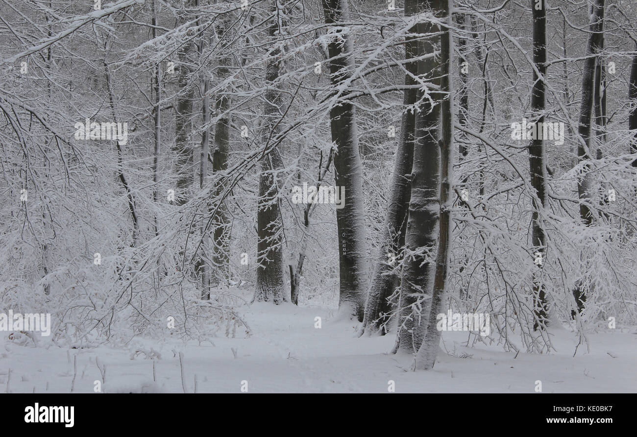 Winter Forest in der Nähe von Arnsberg, Naturpark Arnsberger Wald, Hochsauerlandkreis, Sauerland, NRW, Deutschland/Winterwald bei Arnsberg, Naturpark Arnsberger wa Stockfoto