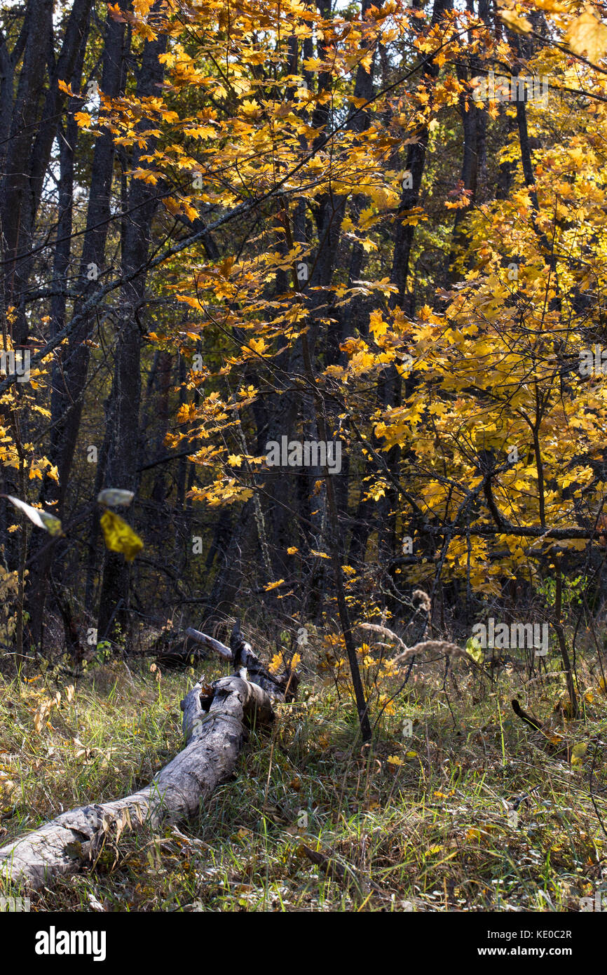 Schönen Herbst Hintergrund mit alten Die stolperten-Baum Stockfoto