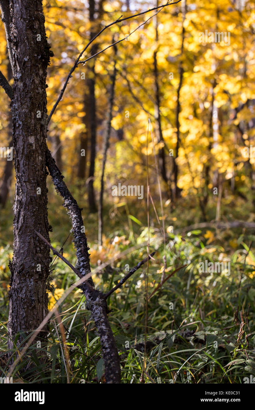 Eiche stamm im Herbst Sonnenlicht und gelbe Laub Hintergrund Stockfoto