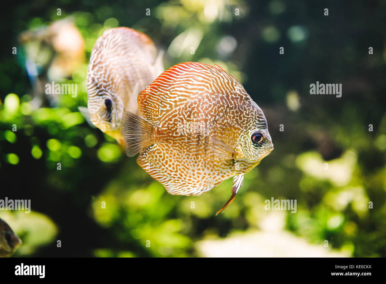 Bild wunderschöner, exotischer Fische schwimmen unter Wasser Stockfoto