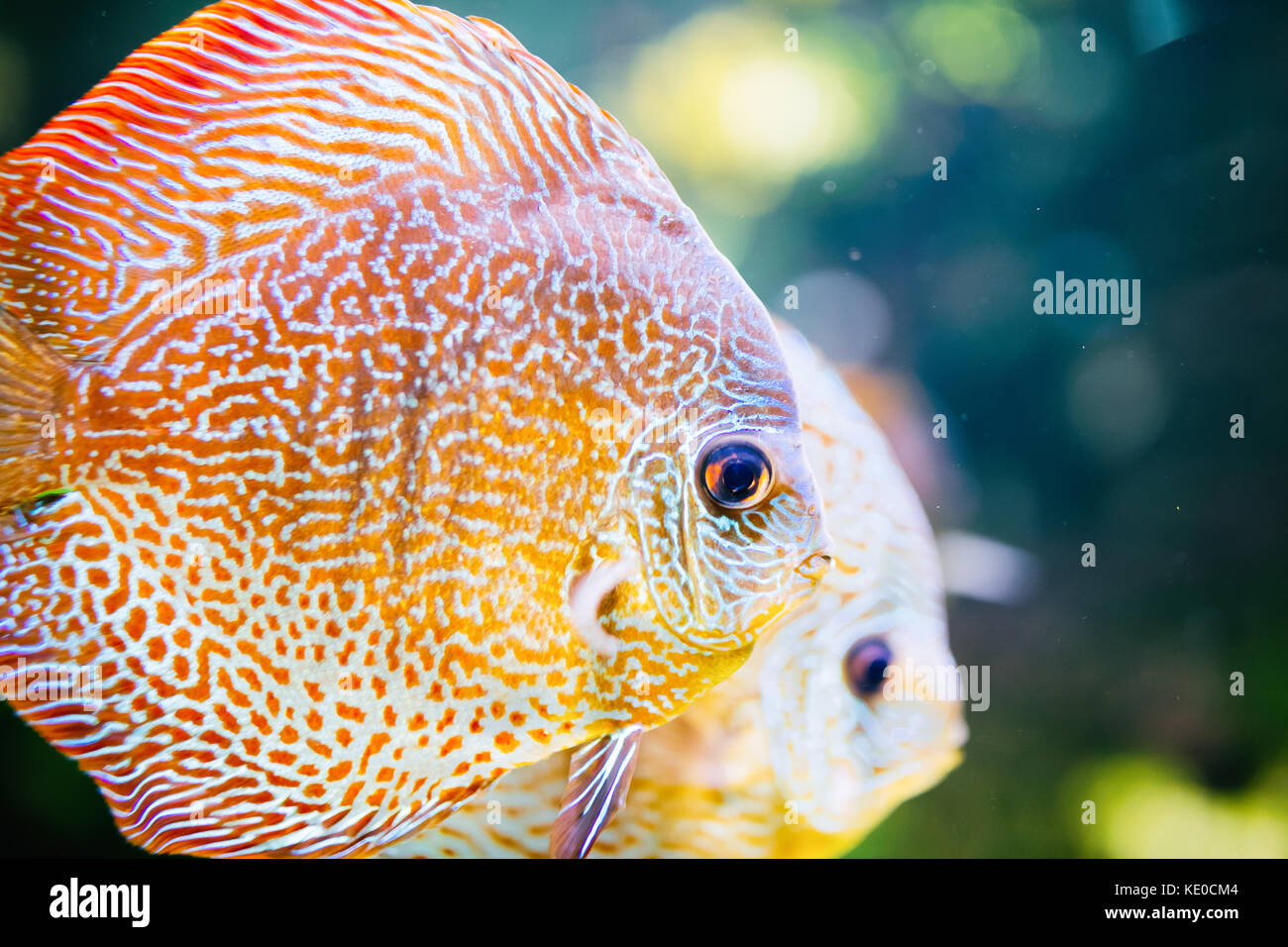 Bild wunderschöner, exotischer Fische schwimmen unter Wasser Stockfoto