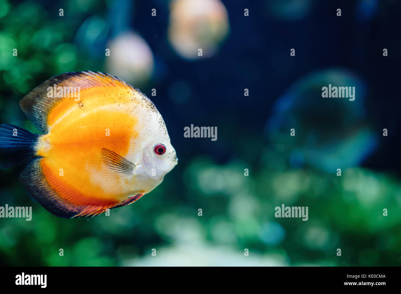 Portrait von wunderschönen exotischen Fische schwimmen unter Wasser Stockfoto