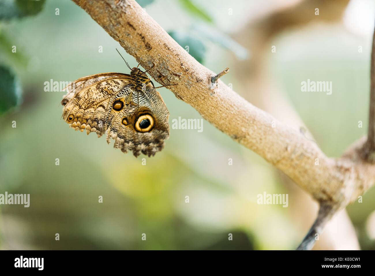 Bild der schönen bunten Schmetterling am Baum Stockfoto