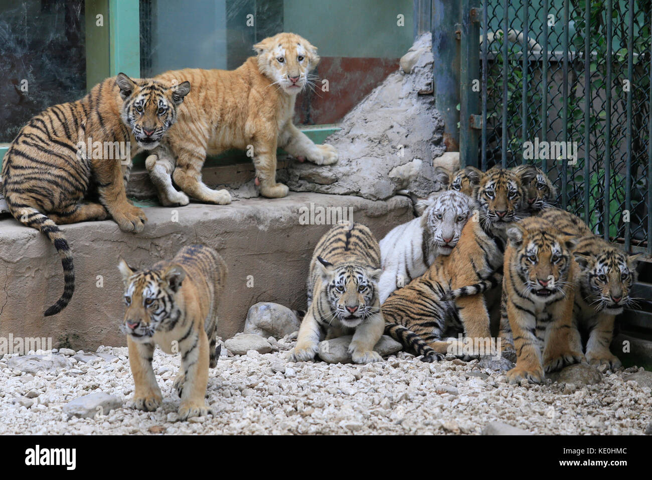Jinan. 17 Okt, 2017. Foto auf okt. 17, 2017 zeigt Tiger cubs an der Wildlife Zoo in Jinan, der Hauptstadt der Provinz Shandong im Osten Chinas. Insgesamt 12 Tiger Cubs, die alle vier bis sechs Monate alt sind, mit der Öffentlichkeit hier Dienstag. Quelle: lyu chuanquan/Xinhua/alamy live News met Stockfoto