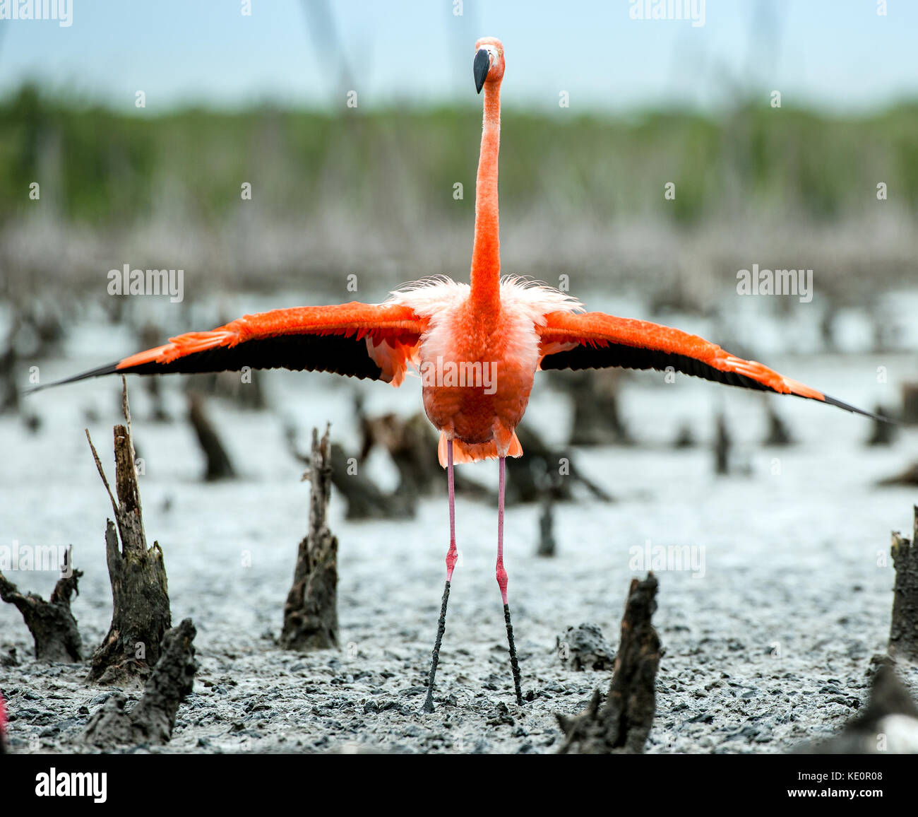 Kuba tierwelt Fotos und Bildmaterial in hoher Auflösung Alamy