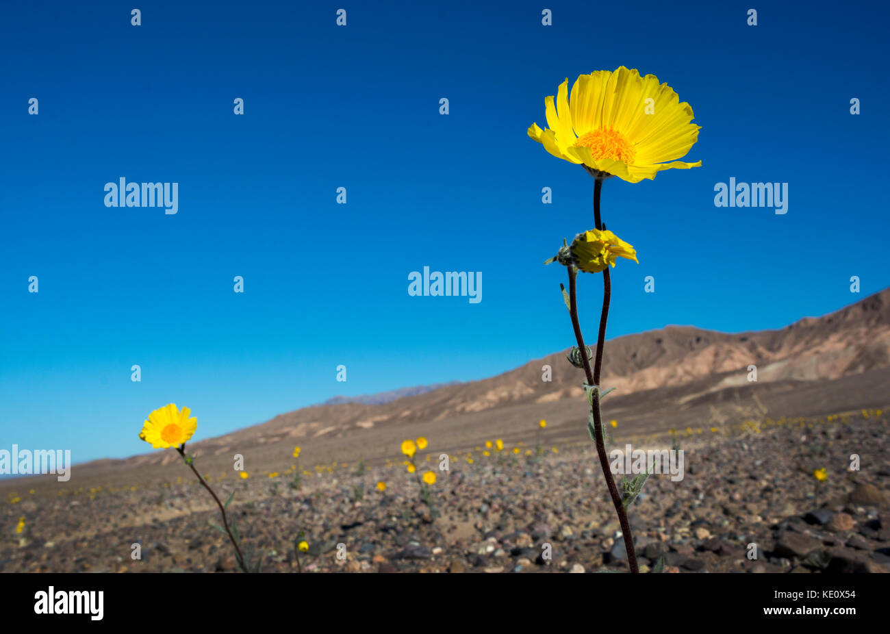 Wüste Sonnenblumen, Death Valley National Park, Kalifornien Stockfoto