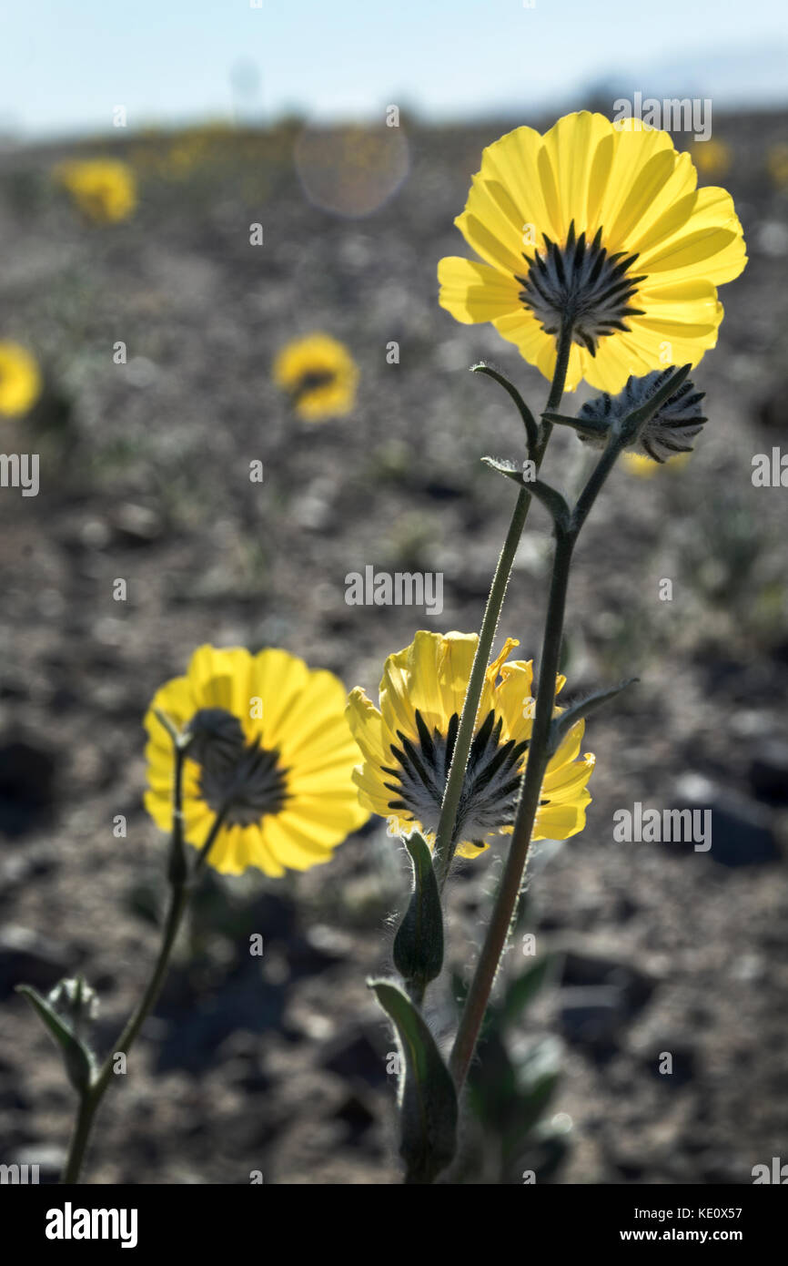 Wüstensonnenblumen, Death Valley National Park, Kalifornien Stockfoto