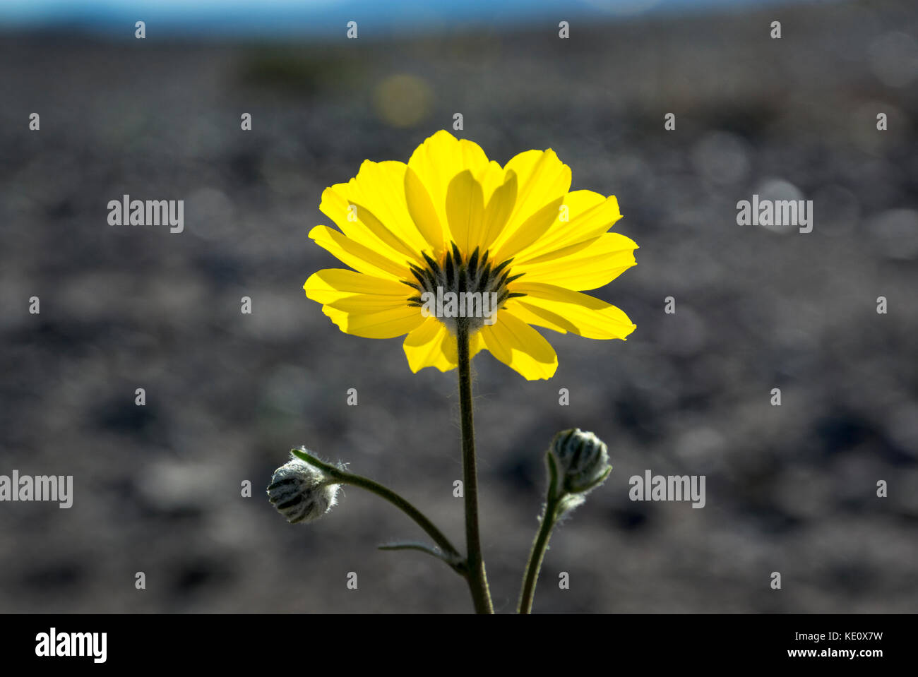 Wüstensonnenblumen, Death Valley National Park, Kalifornien Stockfoto