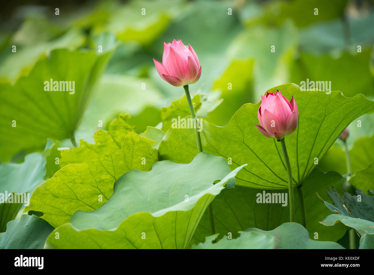 Rosa blühende Seerose Lotusblüte umgeben mit grünen Blättern Stockfoto
