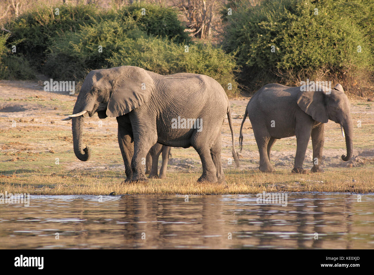 Afrikanische Elefanten an einer Wasserstelle im Chobe National Park, Botswana Stockfoto