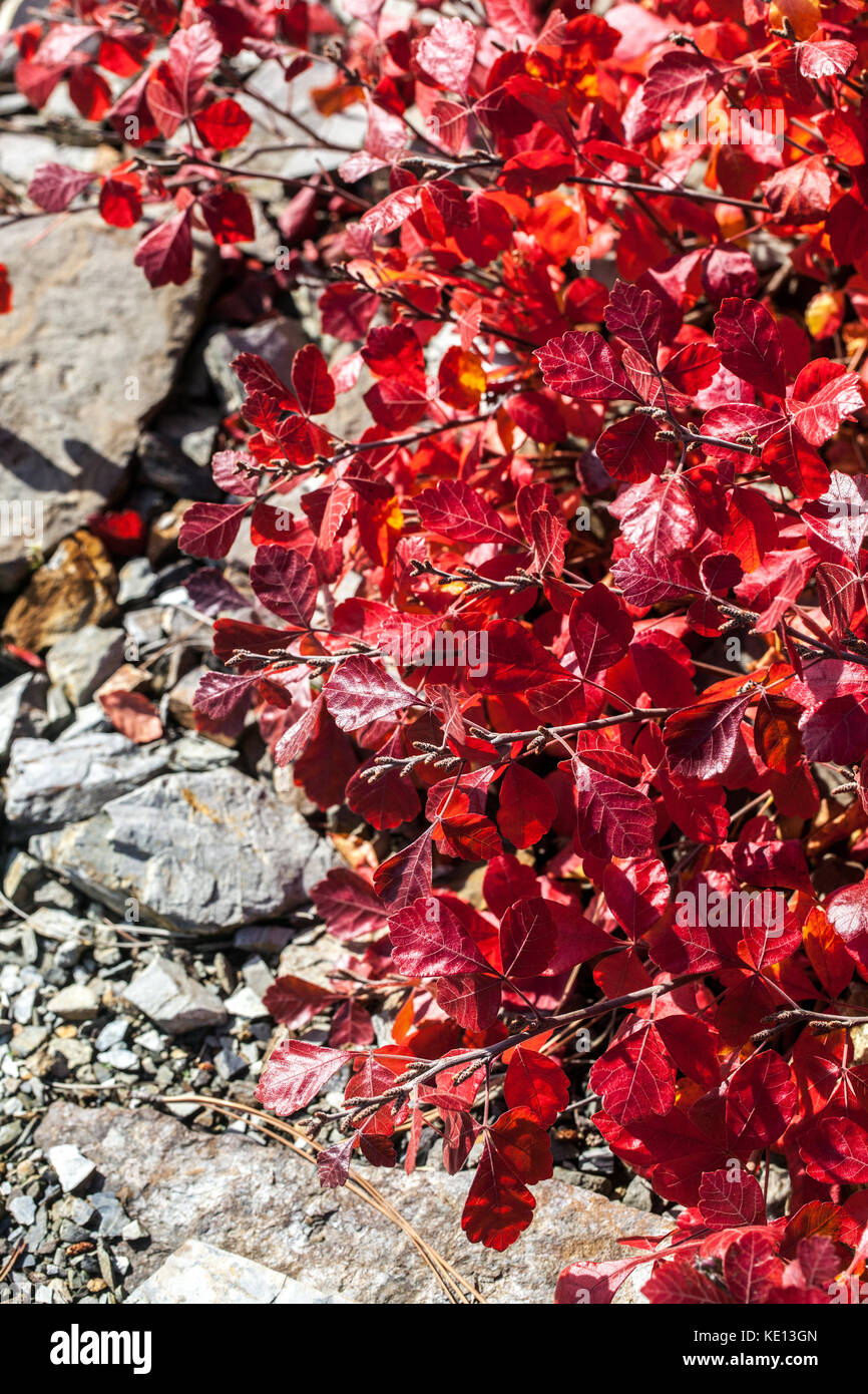 Duftende sumac, Rhus aromatica'Gro-low-, Herbst Laub Stockfoto