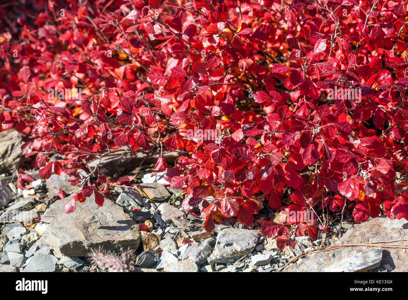 Duftender Sumac, Rhus aromatica 'Gro-low', Herbstblüten Stockfoto