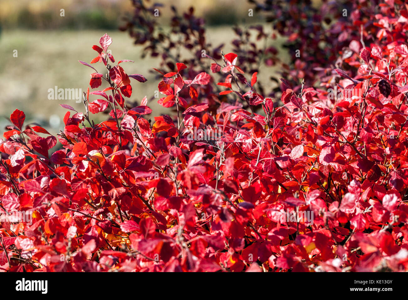 Duftender Sumac, Rhus aromatica 'Gro-low', Herbstlaub rote Herbstblätter Stockfoto